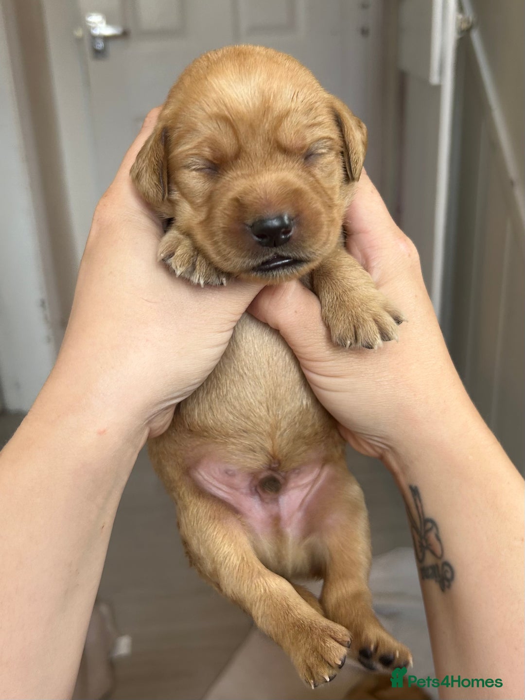 Springador dogs for sale: 3/4 Labrador (Springador x Labrador) Pups for Sale - Image 30