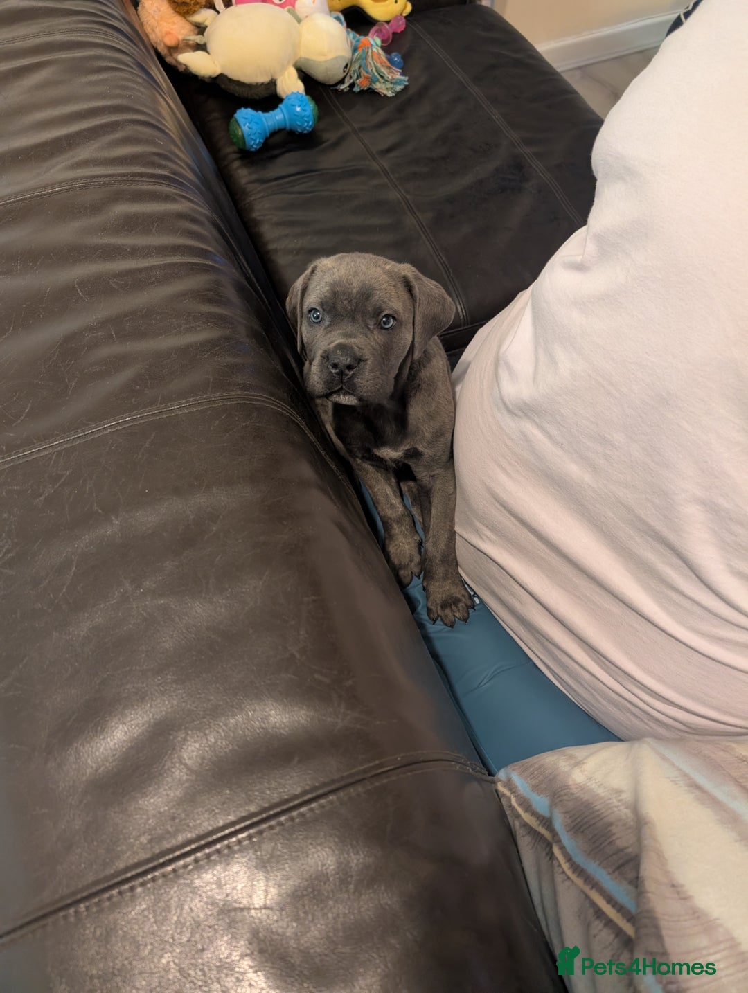 Cane Corso dogs for sale: BLUE BRINDLE MALE CANE CORSO PUPPY - Advert 7