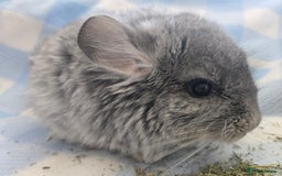 Chinchilla rodents for sale: Baby Chinchillas  - Image 6