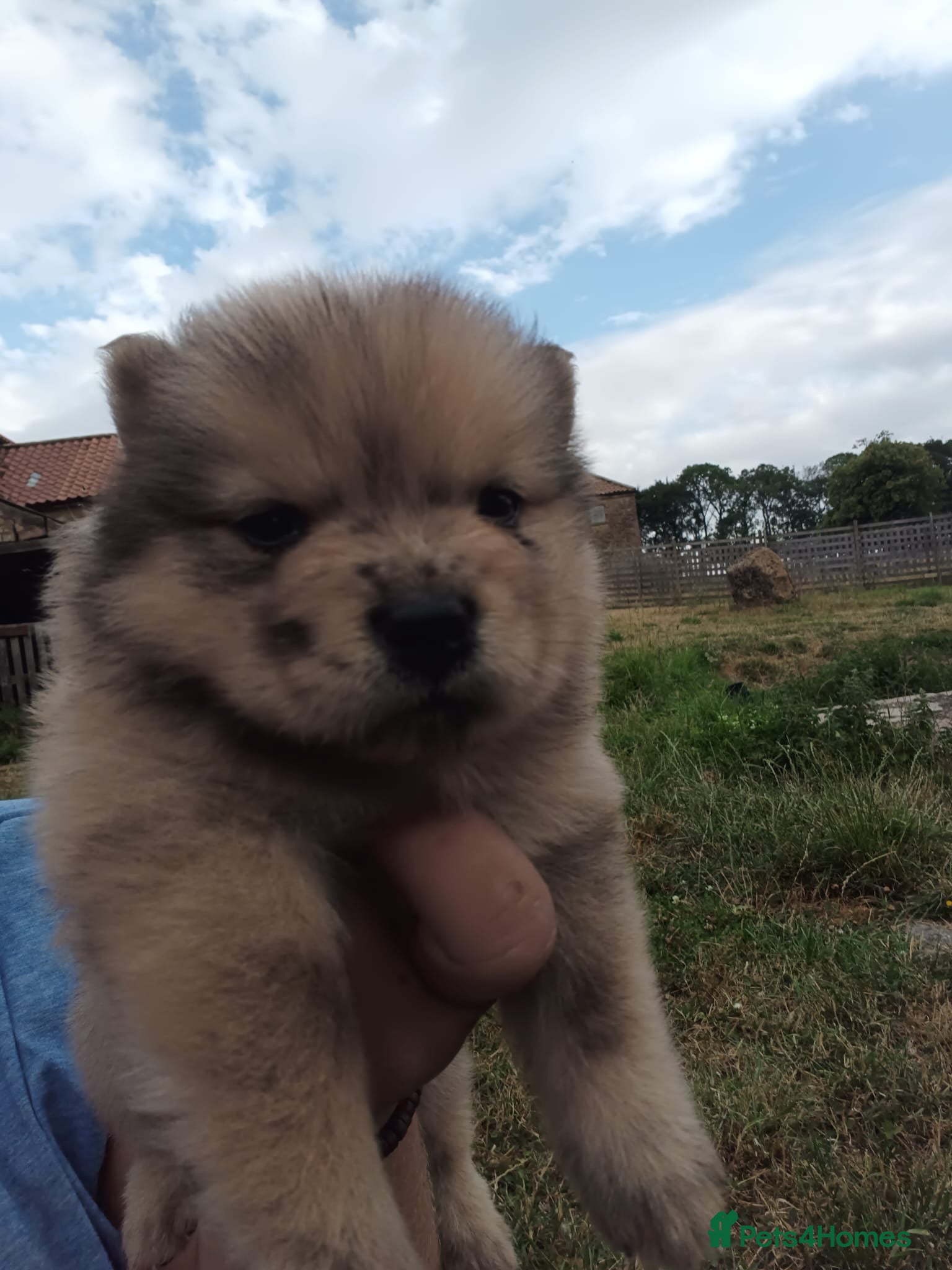 Mixed Breed dogs MINI BEARS, mini chow chows!  - Advert 2