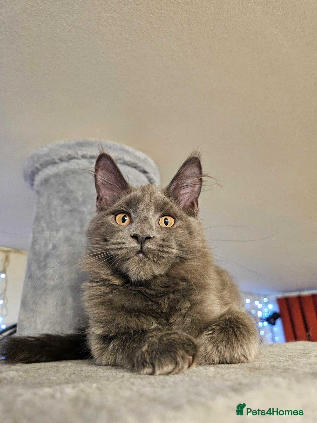 Maine Coon cats for sale: 🔥*STUNNING Litter of 6 Solid*💎*Blue Maine Coon💎 - Advert 19