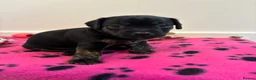 Mixed Breed dogs for sale: Jack Russell Cross Puppies  - Advert 20