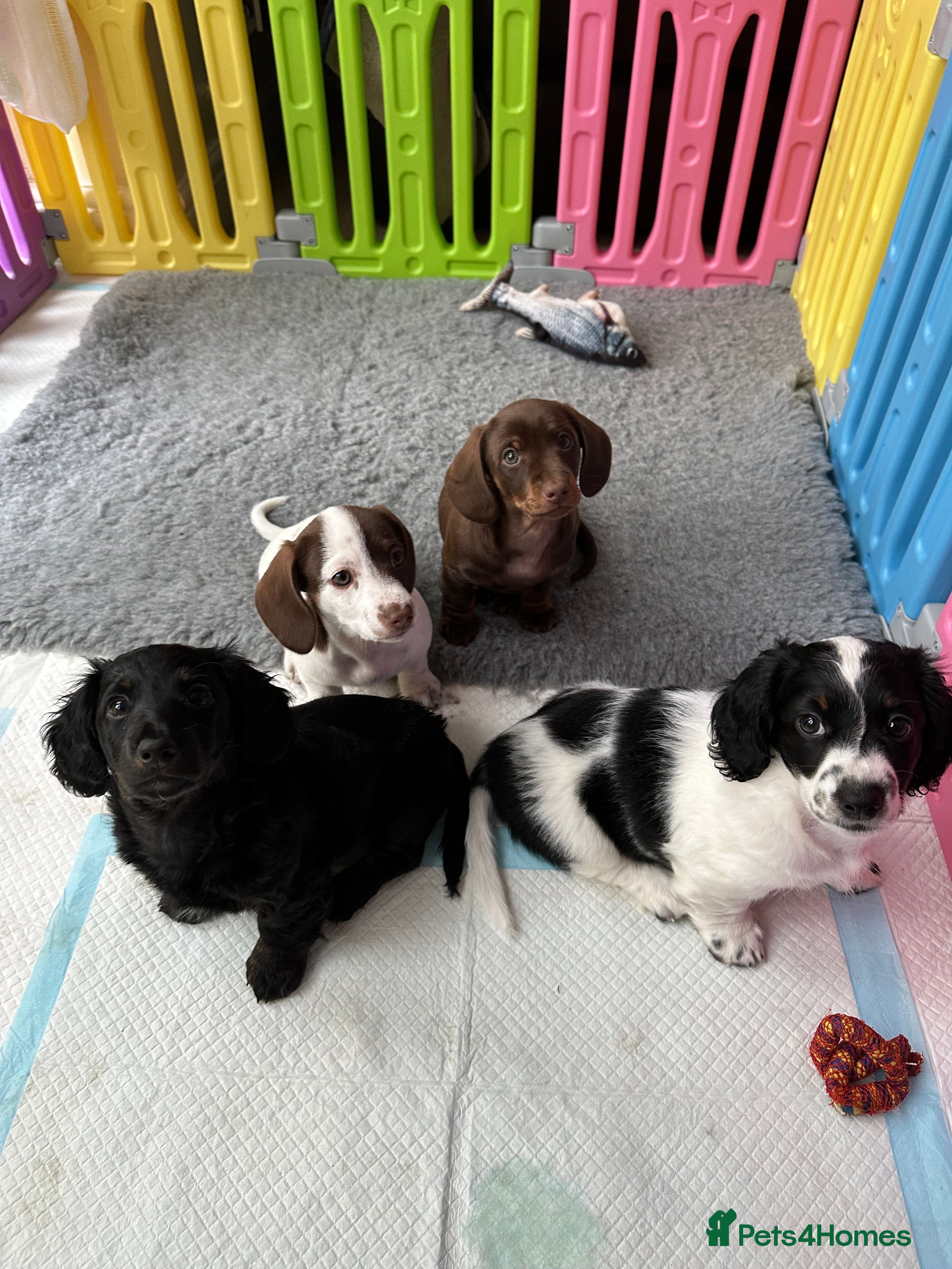 Miniature Dachshund dogs KC miniature dachshunds  in Solihull - Advert 1