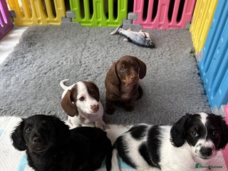 Miniature Dachshund dogs KC miniature dachshunds in Solihull - Advert 1