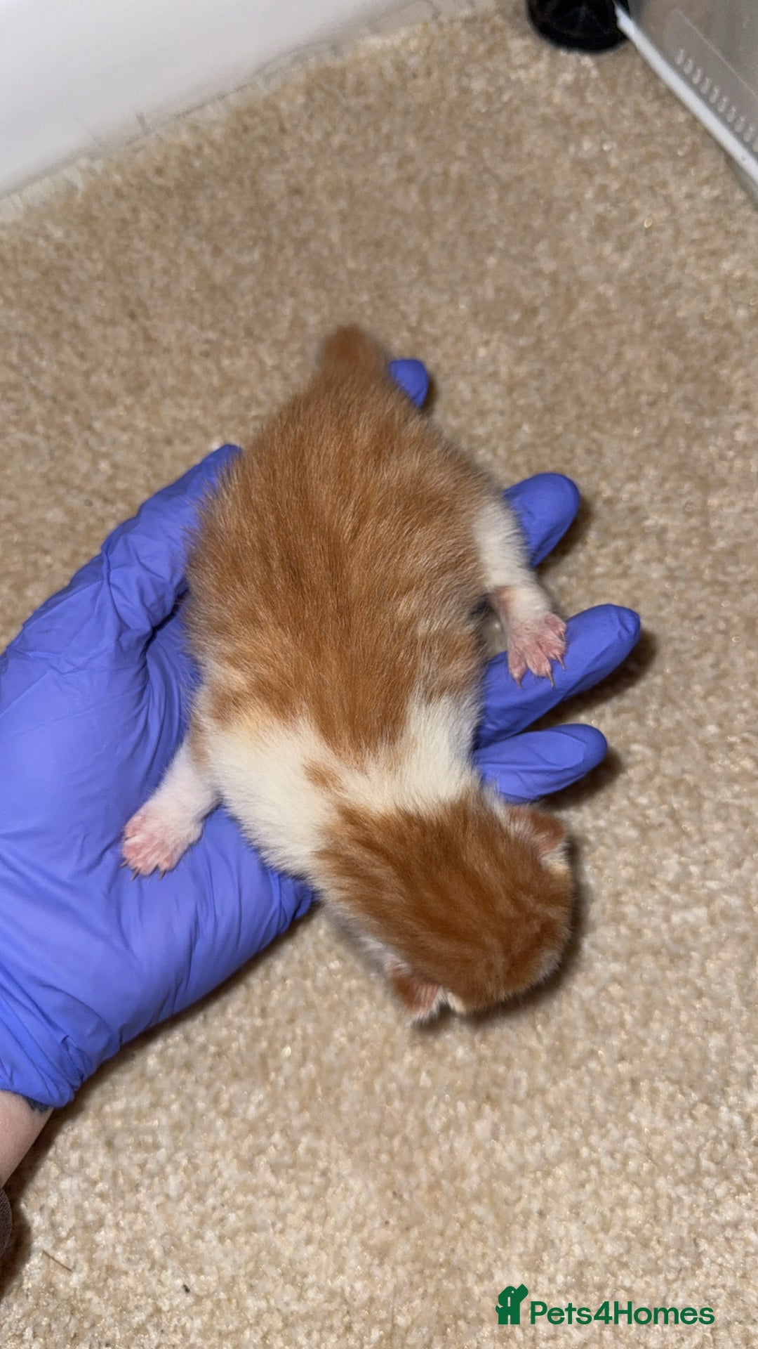 Domestic Shorthair cats for sale: 5 kittens available  - Advert 8