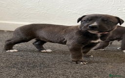 Mixed Breed dogs for sale: Great Dane X German Shepherd’s  - Image 2