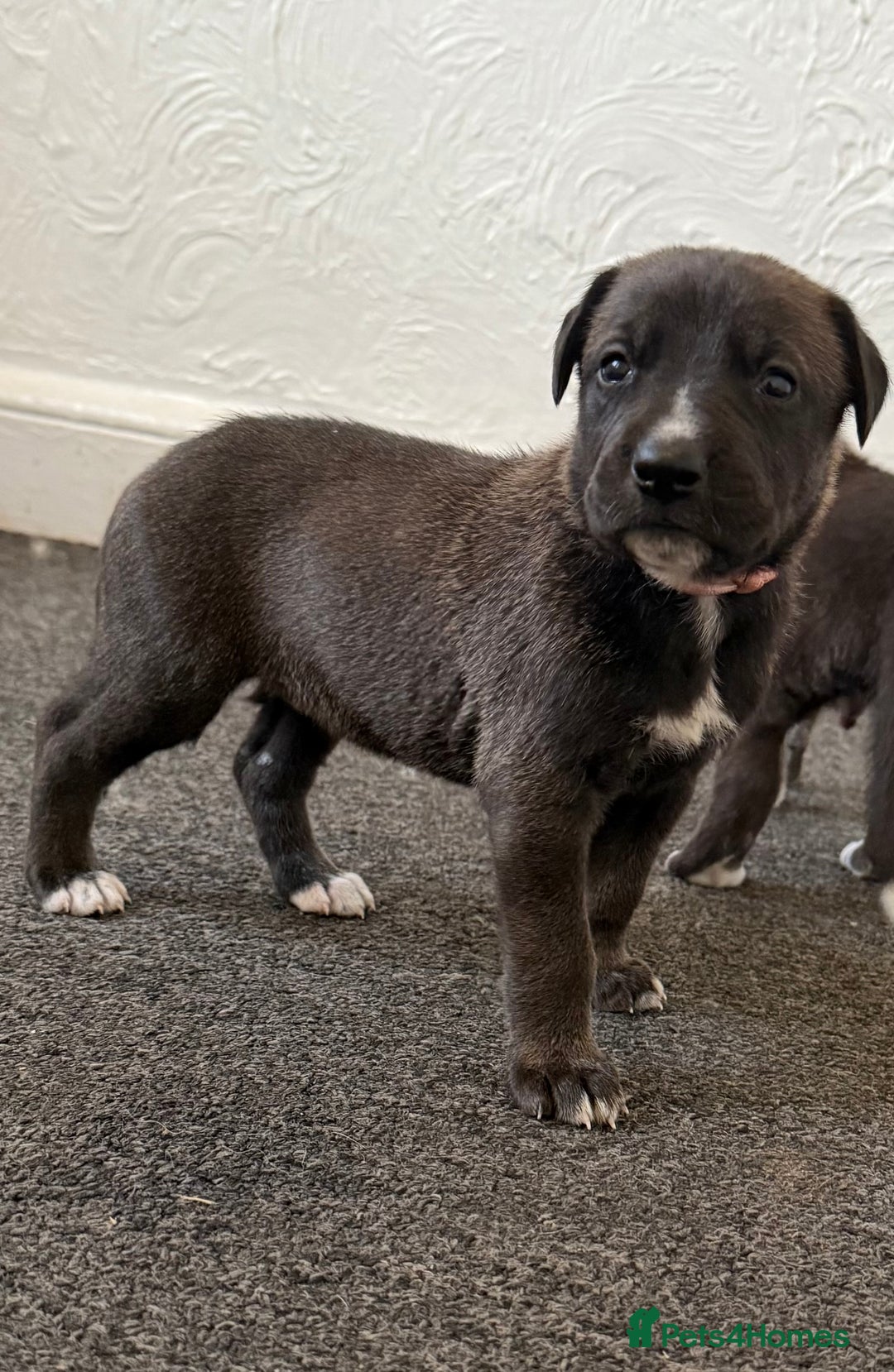 Mixed Breed dogs for sale: Great Dane X German Shepherd’s  - Image 2