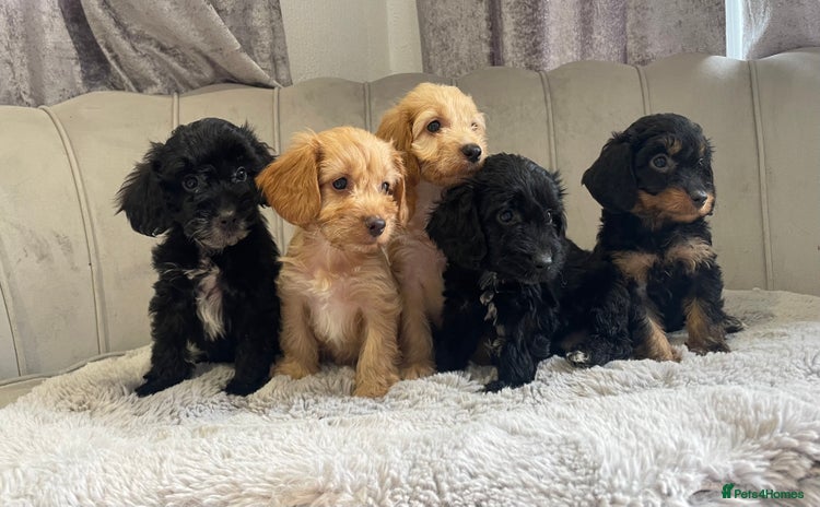 Cockapoo dogs - Advert 1