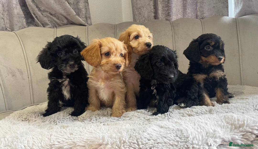 Cockapoo dogs for sale: Beautiful F1 cockapoos ready now  - Image 1