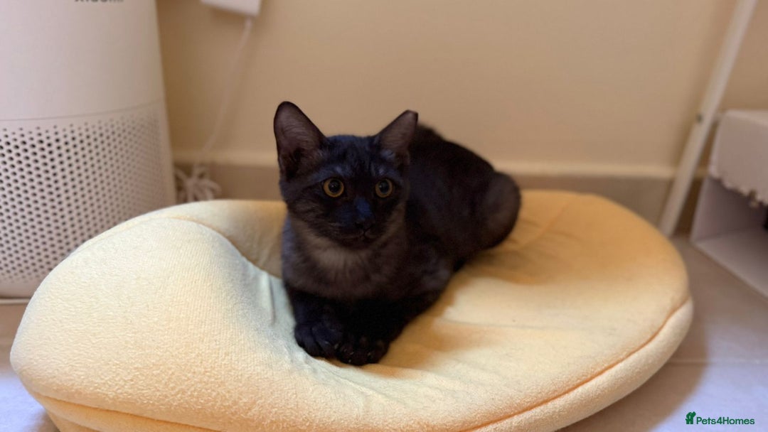 Mixed Breed cats for adoption: [Indoors Only] Lovely & Playful Trio Brothers - Advert 17