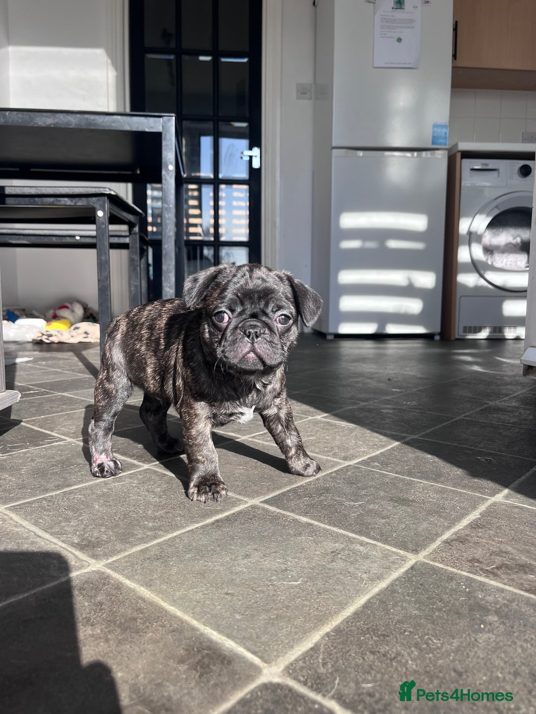 Frug dogs for sale: Frug for rehoming called marvel  - Advert 9