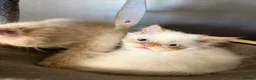 Persian cats for sale: Lovely Persian kittens 1 girl 3 boys  in Telford - Advert 9