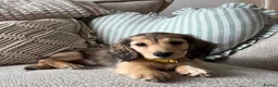 Miniature Dachshund dogs for sale: Mini Dachshund 6 month Old Cutie! ❤️🐶 in High Wycombe - Advert 3