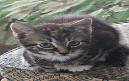 Munchkin cats for sale: Cute addorable kitten ready to leave immediately  in London - Image 21
