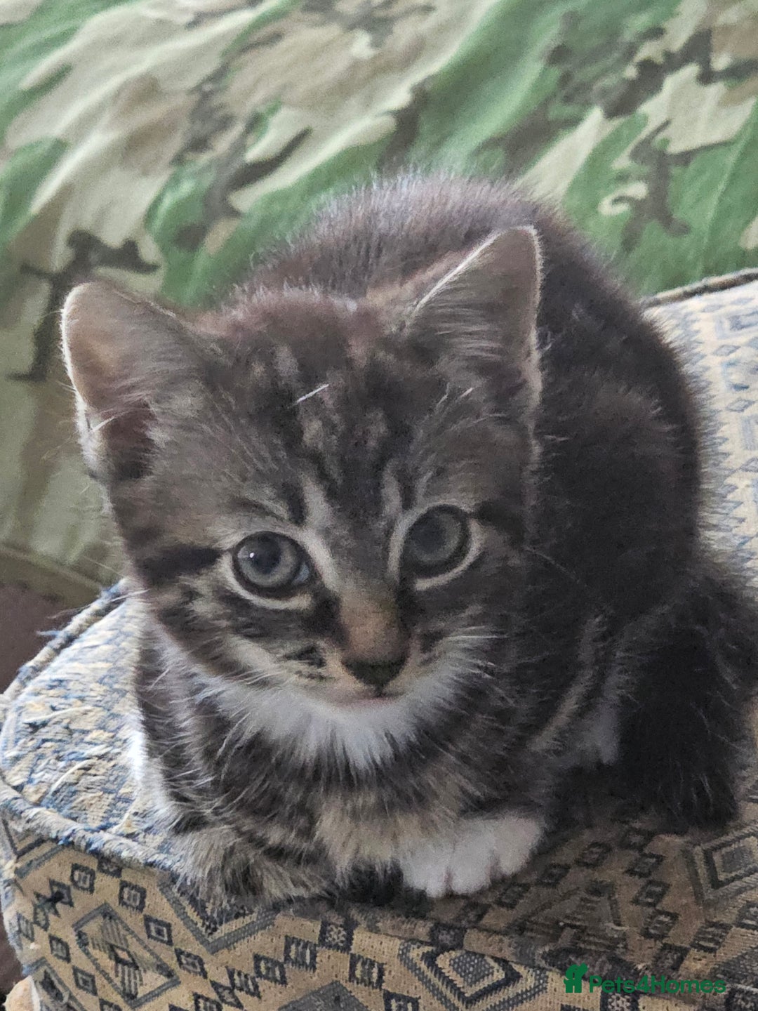 Munchkin cats for sale: Cute addorable kitten ready to leave immediately  in London - Image 21