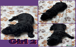 Cockapoo dogs for sale: Beautiful Fully Health Tested Cockapoos - Image 16
