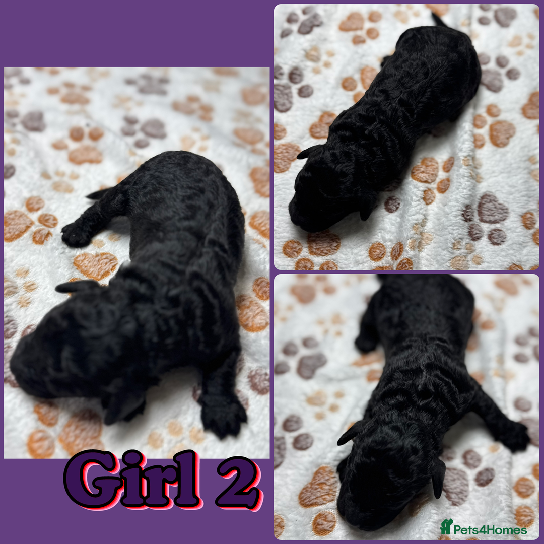 Cockapoo dogs for sale: Beautiful Fully Health Tested Cockapoos - Image 16