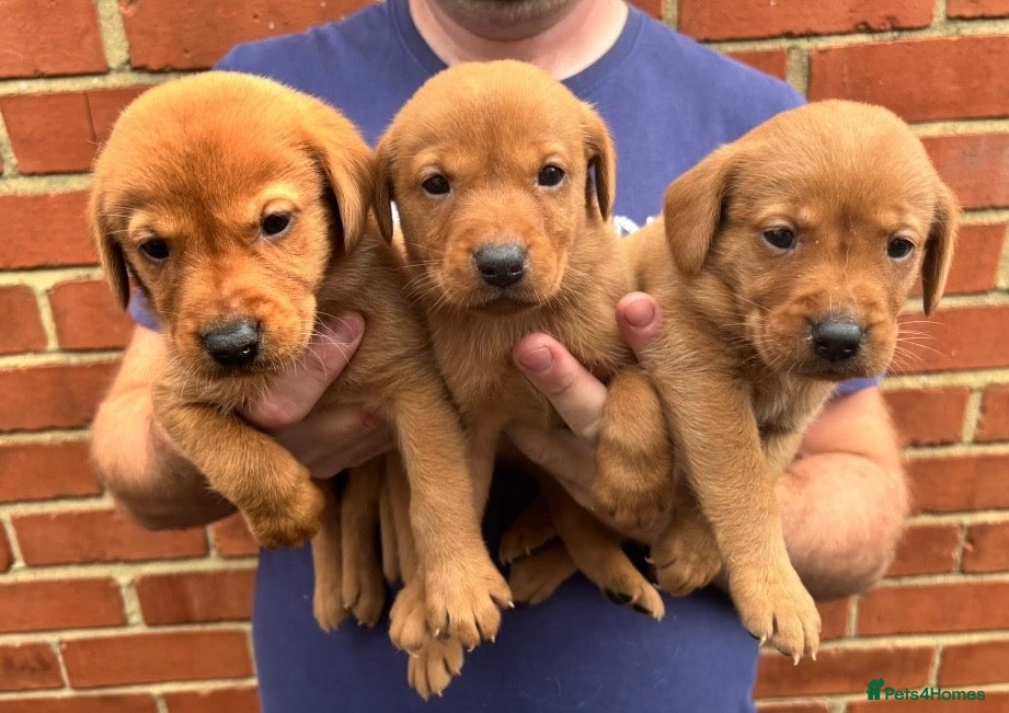 Labrador Retriever dogs Health Tested Working Labrador Pups - Advert 1