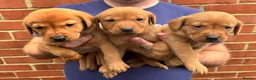 Labrador Retriever dogs for sale: Health Tested Working Labrador Pups - Advert 4