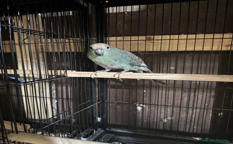 Parakeets birds - Advert 1