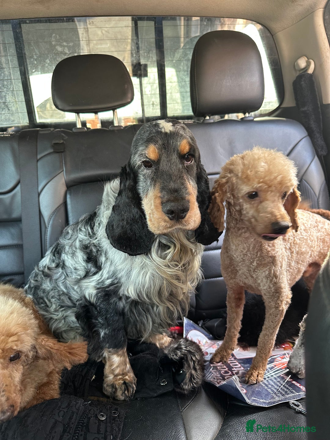 Cocker Spaniel dogs for sale: Beautiful kc registered show cocker spaniels - Image 26