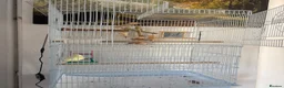 Budgerigars birds for sale: Budgie for sale in Peterborough - Advert 5