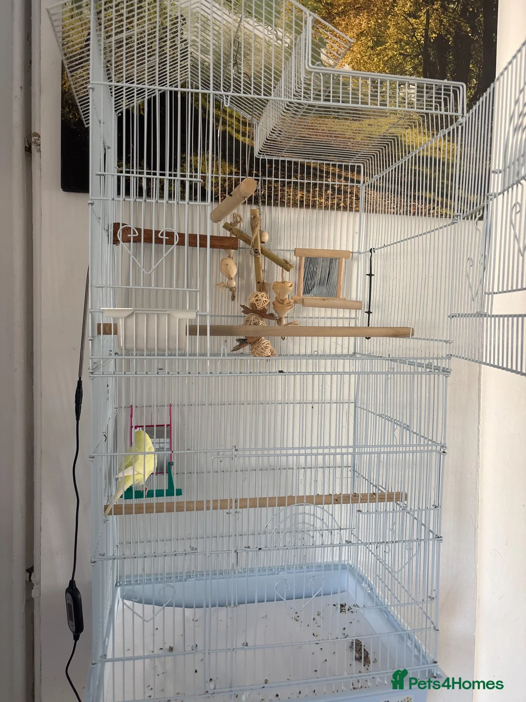 Budgerigars birds for sale: Budgie for sale in Peterborough - Advert 5