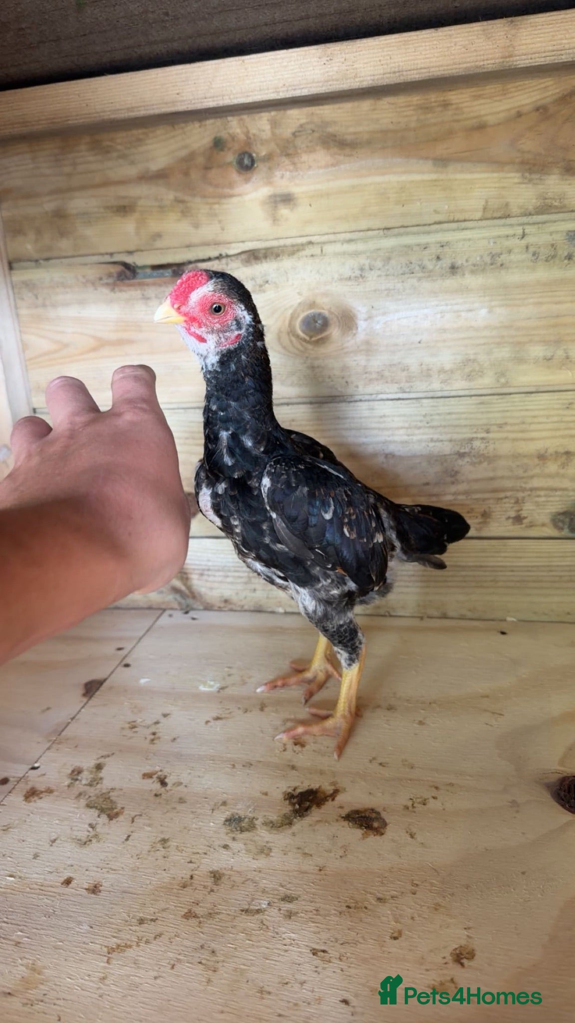 Chickens poultry ko shamo  - Advert 2