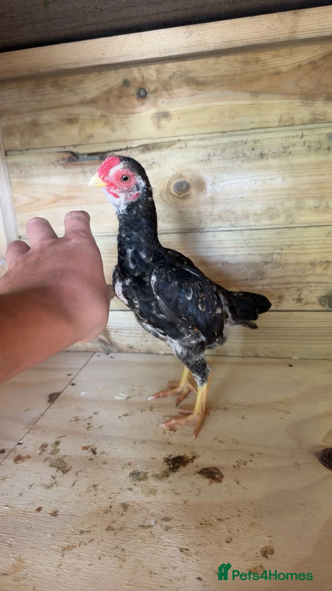 Chickens poultry for sale: ko shamo  - Advert 1