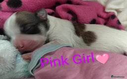 Morkie dogs for sale: Beautiful Morkie Puppies - Image 11