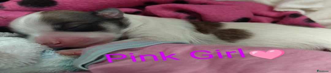 Pink Girl