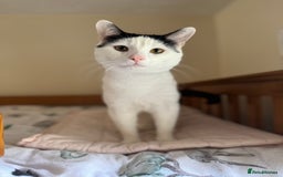 British Shorthair cats for sale: 1 female kitten, 1 female cat, 1 male cat for sale - Image 3