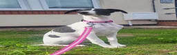 Whippet dogs for sale: Beautiful whippet puppy - Advert 4