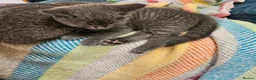 British Shorthair cats for sale: BSH kittens  - Advert 10