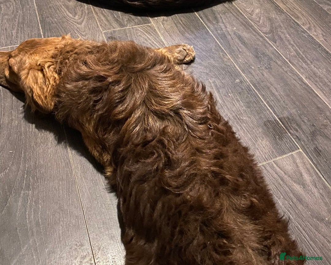 Mixed Breed dogs for sale: Beautiful loving Labrador x German shepherd - Advert 4