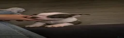 Boston Terrier dogs for sale: Beautiful boston puppies  - Advert 13