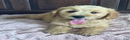 Mini Goldendoodle dogs for sale: Health-Tested Family Happy Sociable Goldendoodles - Advert 25