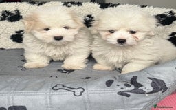 Coton De Tulear dogs for sale: Coton de tulear male pups  - Image 2