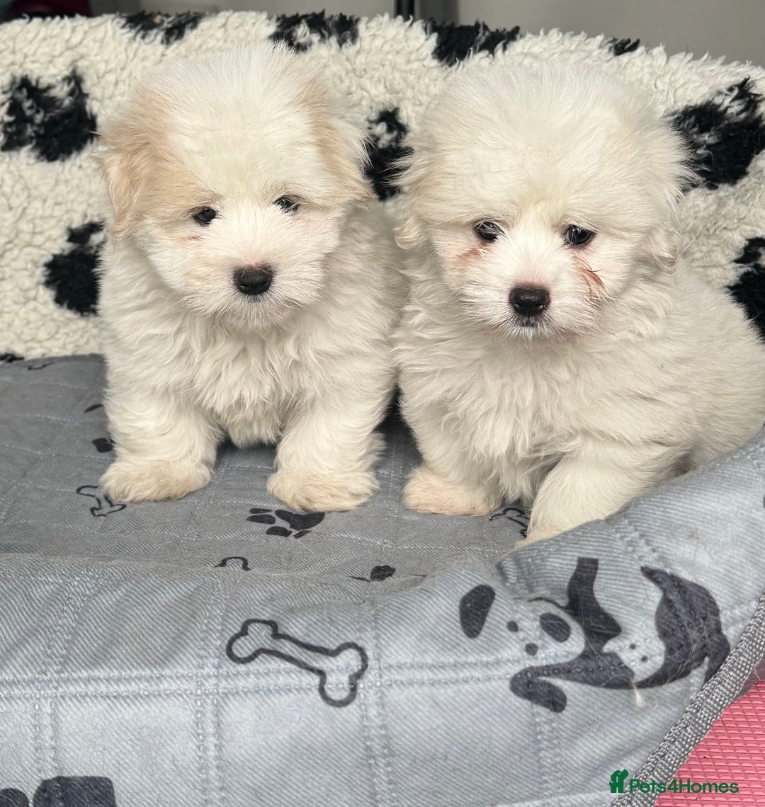 Coton De Tulear dogs for sale: Coton de tulear male pups  - Image 2