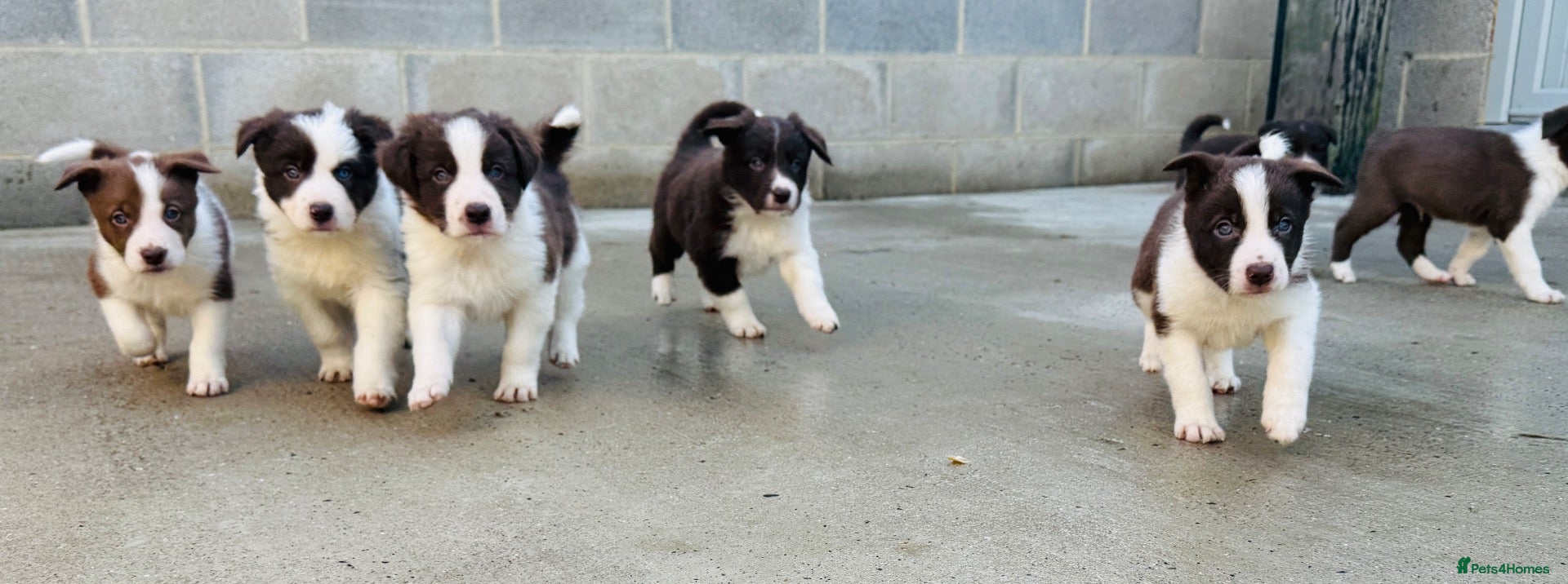 Border Collie dogs for sale: Gorgeous red and white border collie puppies  - Advert 1