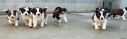 Border Collie dogs for sale: Gorgeous border collie puppies  - Advert 13