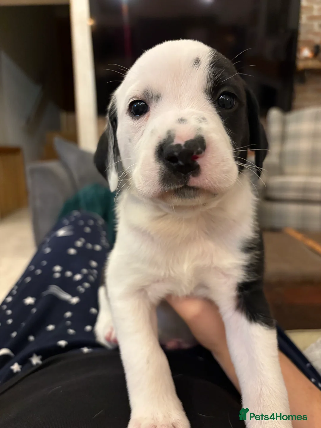 Mixed Breed dogs for sale: Dalmatian x Labrador puppies  - Advert 8