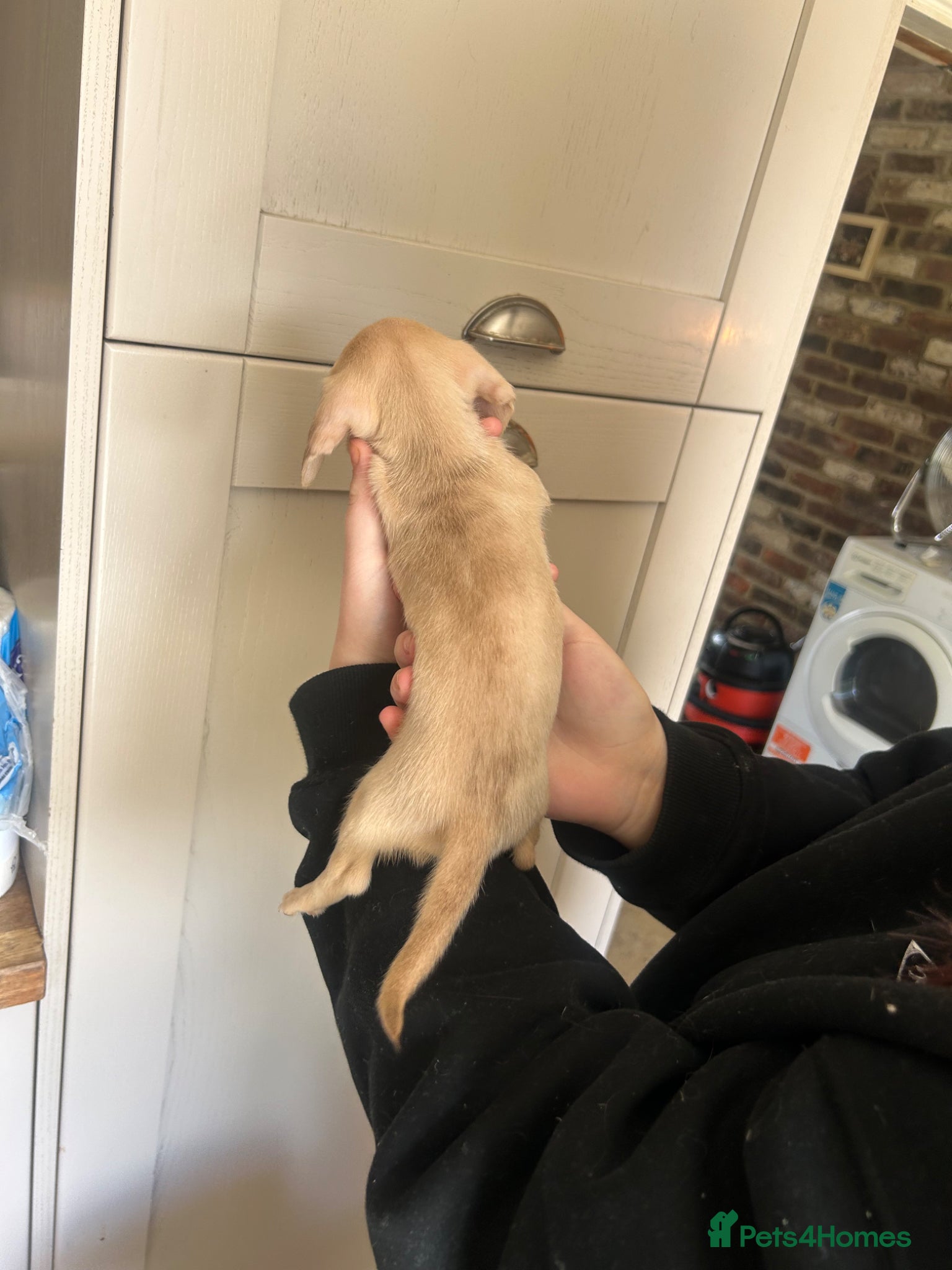 Miniature Dachshund dogs for sale: KC miniature dachshunds - Advert 9