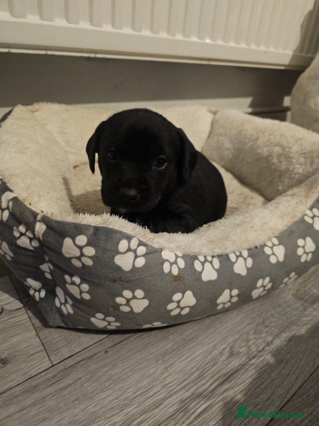 Mixed Breed dogs for sale: Chunky staff x lab pups 3 left - Advert 21