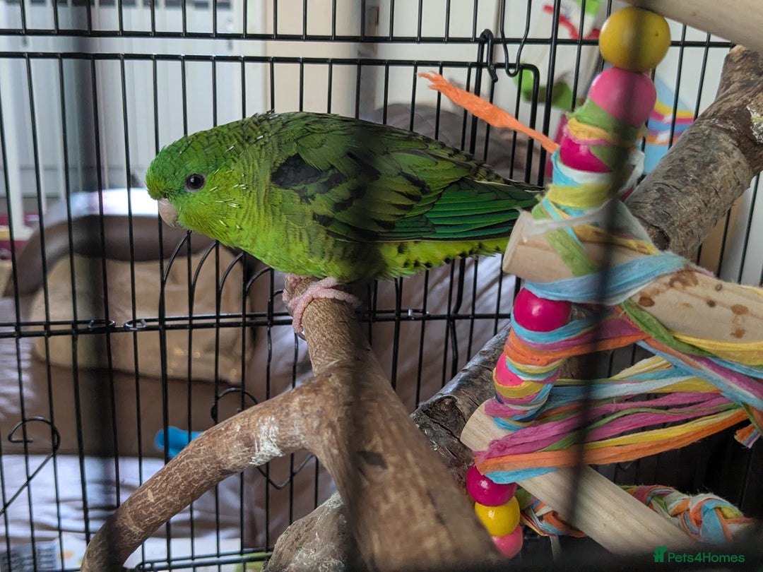 Parakeets birds for sale: Female Lineolated Parakeet - Image 5