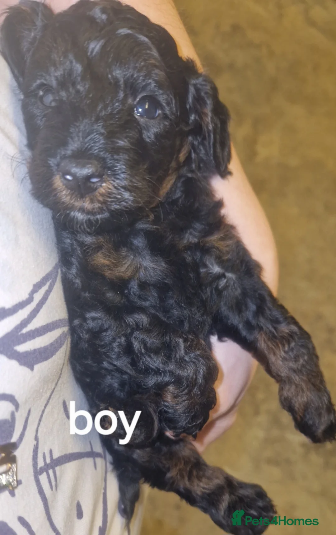 Cockapoo dogs for sale: Toy cockerpoos  - Advert 18