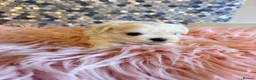 Maltese dogs for sale: Stunning korean Maltease  - Advert 7