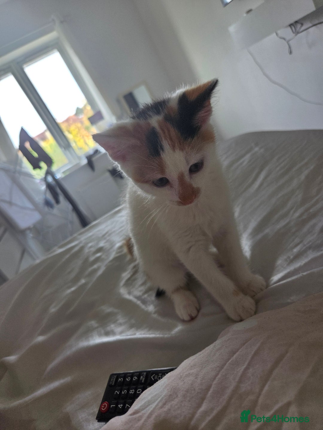 British Shorthair cats for sale: Baby / - Advert 4