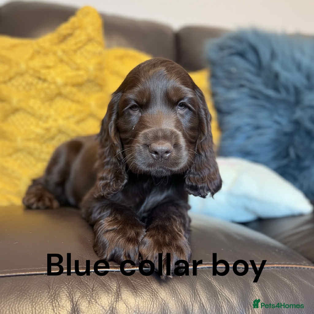 Cocker Spaniel dogs Beautiful show cocker puppies  - Advert 2