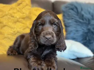Cocker Spaniel dogs Beautiful show cocker puppies - Advert 17